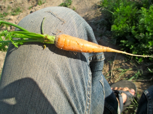 The carrots are...well...taking their precious time. They still aren't very big, but even the little guys are still tasty.