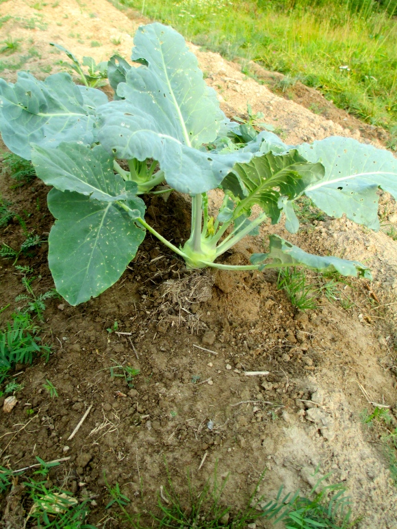 The Kohlrabi (aka mini-sputnik plants) is also just about ready to come out of the ground