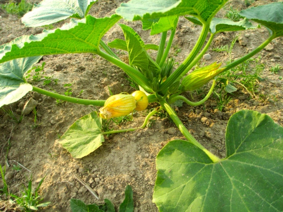 Our mystery tikva is also starting to develop little squash. For those of you who don't know, tikva is the russian term for all winter squashes and pumpkins, and the farmer who gave us these seeds didn't tell us what variety they are. Whatever they are, they are growing well!