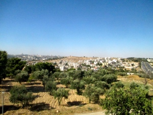 Palestinian olive trees in the foreground, and an illegal Israeli settlement in the background